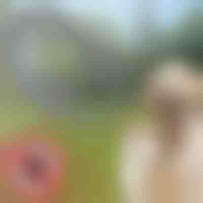 Collare antipulci e antizecche per animali domestici PETPROTECT